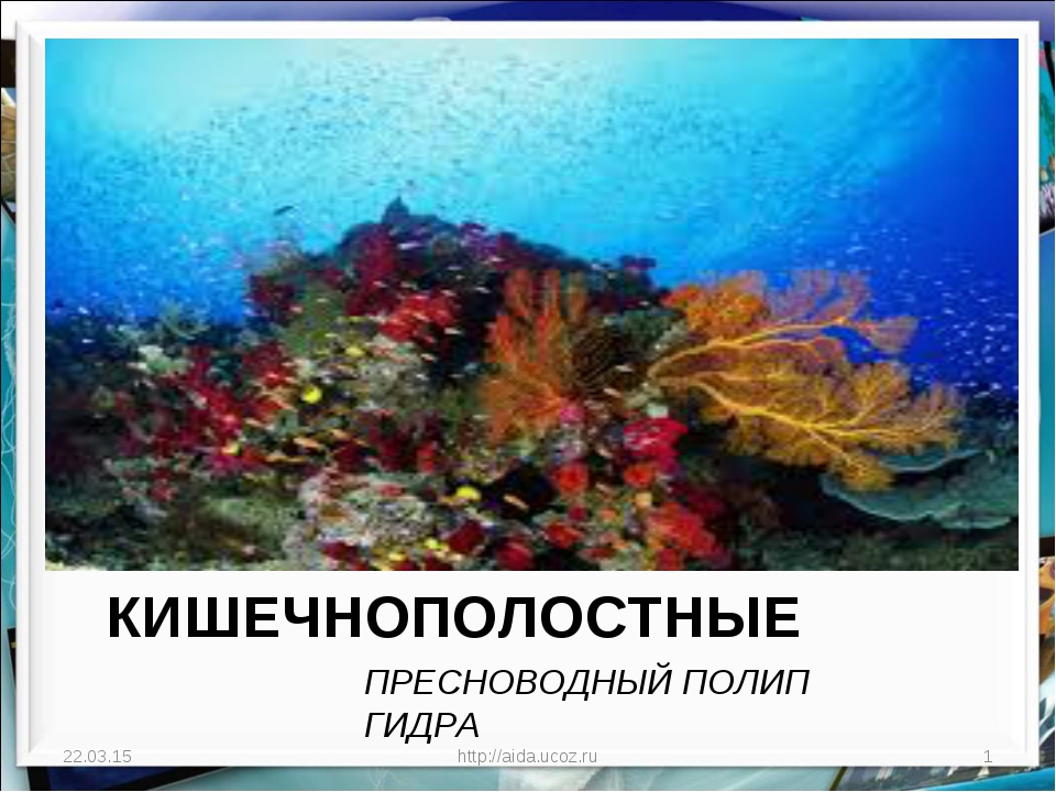 Кракен нарк